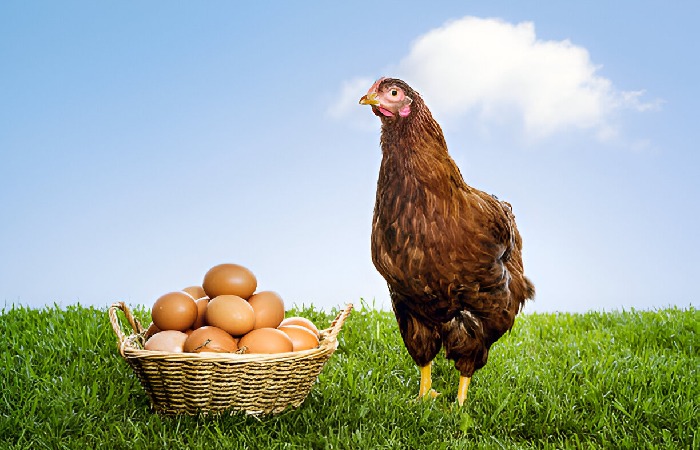 Why are brown eggs more expensive?